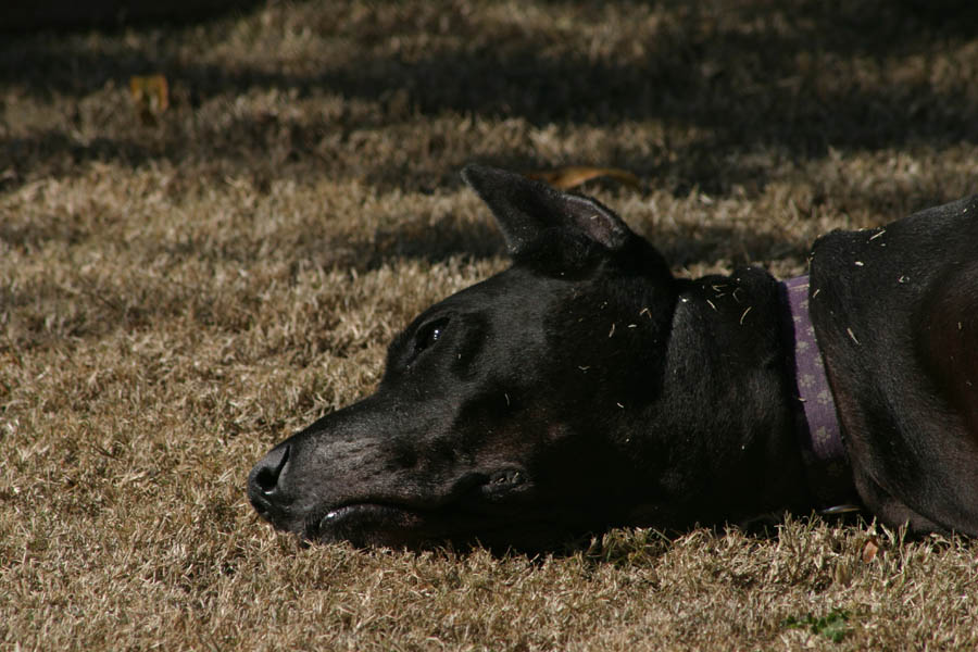Gemini sunbathing in the dead grass (300mm, f/11, 1/250 sec) <!--CRW_1798.CRW-->
